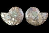 Cut & Polished Ammonite Fossil - Agatized #78369-1